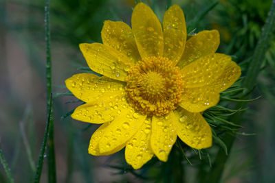 Close-up of raindrops on yellow flower