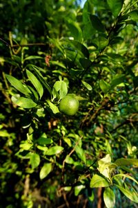 Close-up of fruits growing on tree