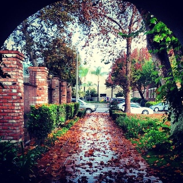 architecture, built structure, building exterior, the way forward, tree, street, footpath, diminishing perspective, transportation, road, autumn, day, empty, house, walkway, cobblestone, leaf, arch, plant, outdoors