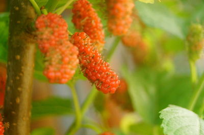 Close-up of berries growing on plant