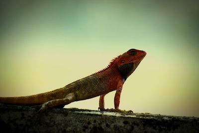 Close-up of lizard on rock against clear sky