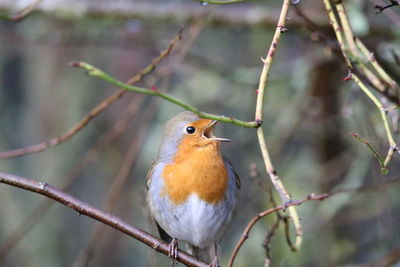 Close-up of bird perching on branch