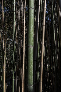 Full frame shot of bamboo trees in forest