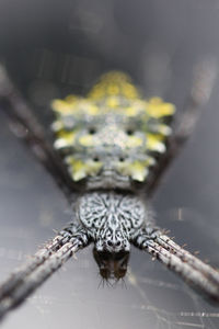 Close-up of spider