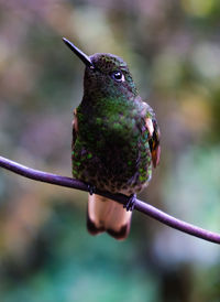 Hummingbird cocora valley 
