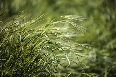 Close-up of wheat growing on field