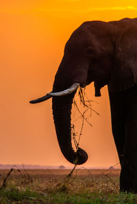 View of elephant on field during sunset