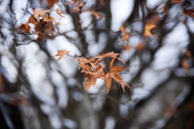 Close-up of frozen tree during winter