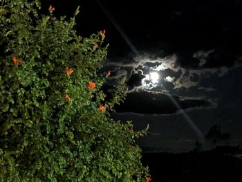 Low angle view of plants against sky at night