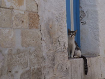 Cat looking away