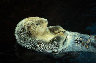 Sea otter posing in the water