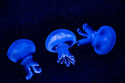 Jellyfish swimming 