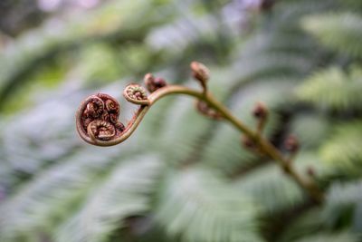 Close-up of flower buds growing outdoors