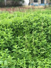 Close-up of fresh green grass