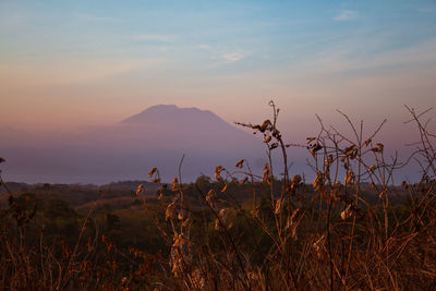 Plants growing on land against sky during sunset