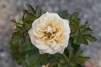 Close-up of white rose