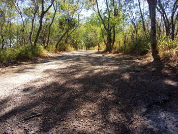 Road passing through forest