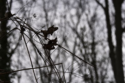 Low angle view of flowering plant on branch