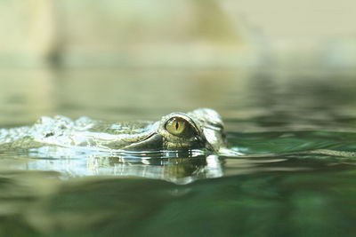 Close-up of a turtle in lake
