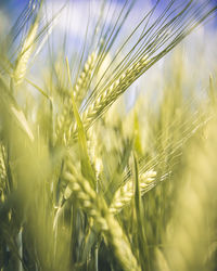 Close-up of wheat growing on field