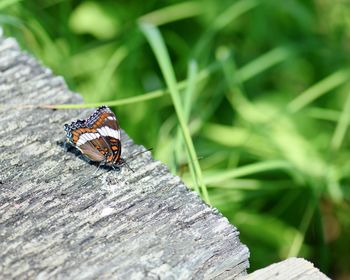 Close-up of butterfly on wood