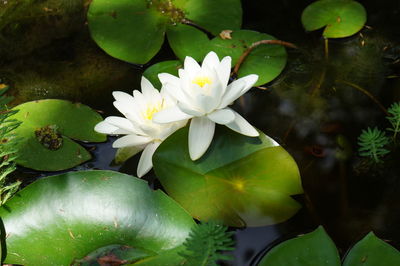 Close-up of white water lily