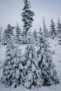 Pine trees on snow covered field against sky