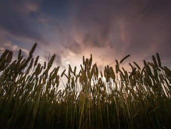 Close-up of stalks in field against sunset sky