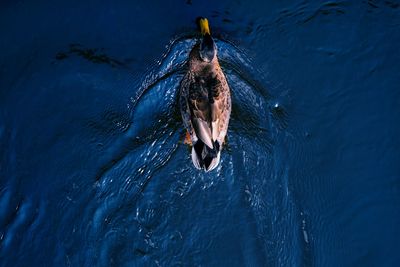 High angle view of bird swimming in water