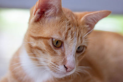 Close-up of cat