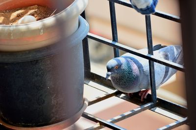 Close-up of bird perching