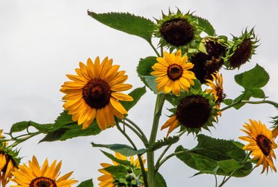 Close-up of yellow flowering plant against sky