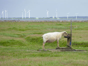 Drinking sheep at a hallig named nordstrandischmoor at the north frisian coast in germany