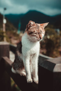 Close-up of cat sitting on railing