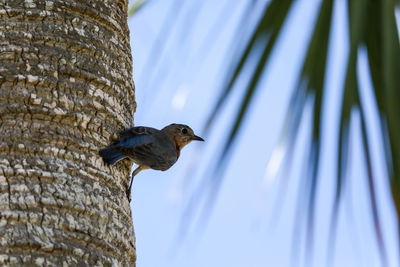 Female eastern bluebird sialia sialis perches on the trunk of a tree in naples, florida