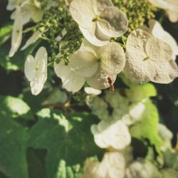 Close-up of insect on white flower