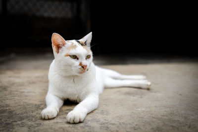 Portrait of cat resting on floor