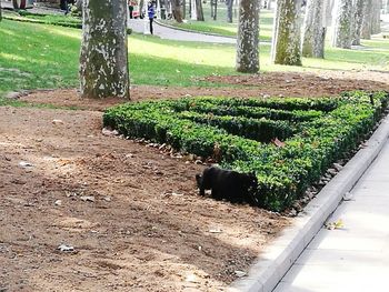 View of trees in park