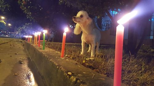 Dog on illuminated street at night