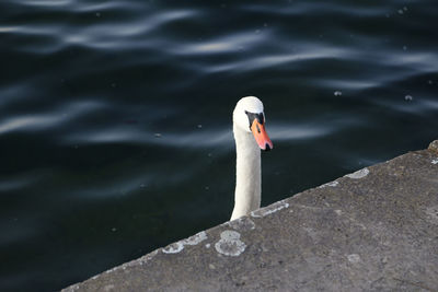 High angle view of swan swimming in lake