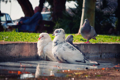 Close-up of birds perching on water