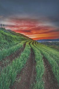Scenic view of agricultural field against sky during sunset