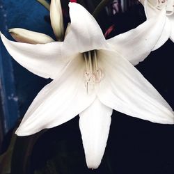 Close-up of white flower