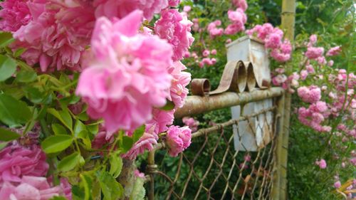 Close-up of pink flowers