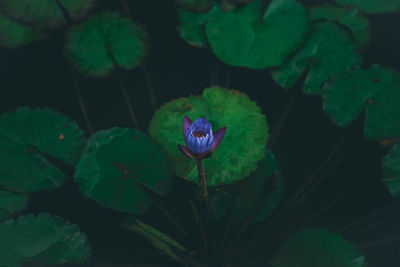 Close-up of purple lotus water lily