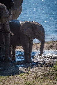 African elephant family at waterhole in forest