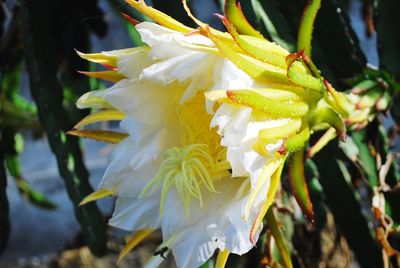 Close-up of white flowering plant