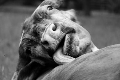 Close-up of a sleeping resting