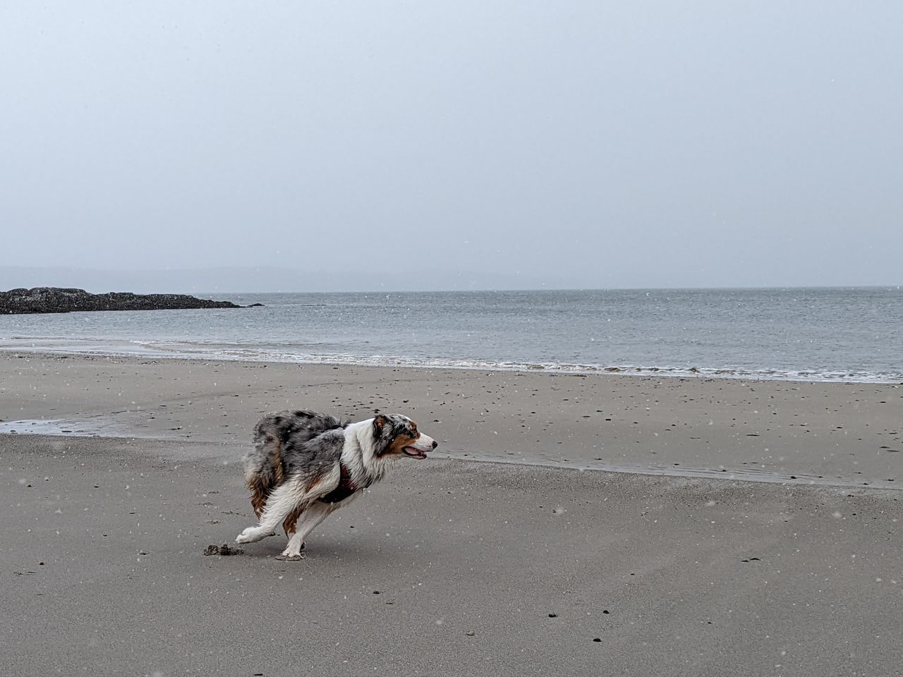 that way Water Pets Sea Beach Dog Sand Full Length Wave Animal Themes Sky