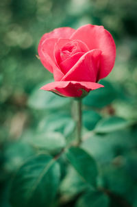 Close-up of red rose blooming outdoors